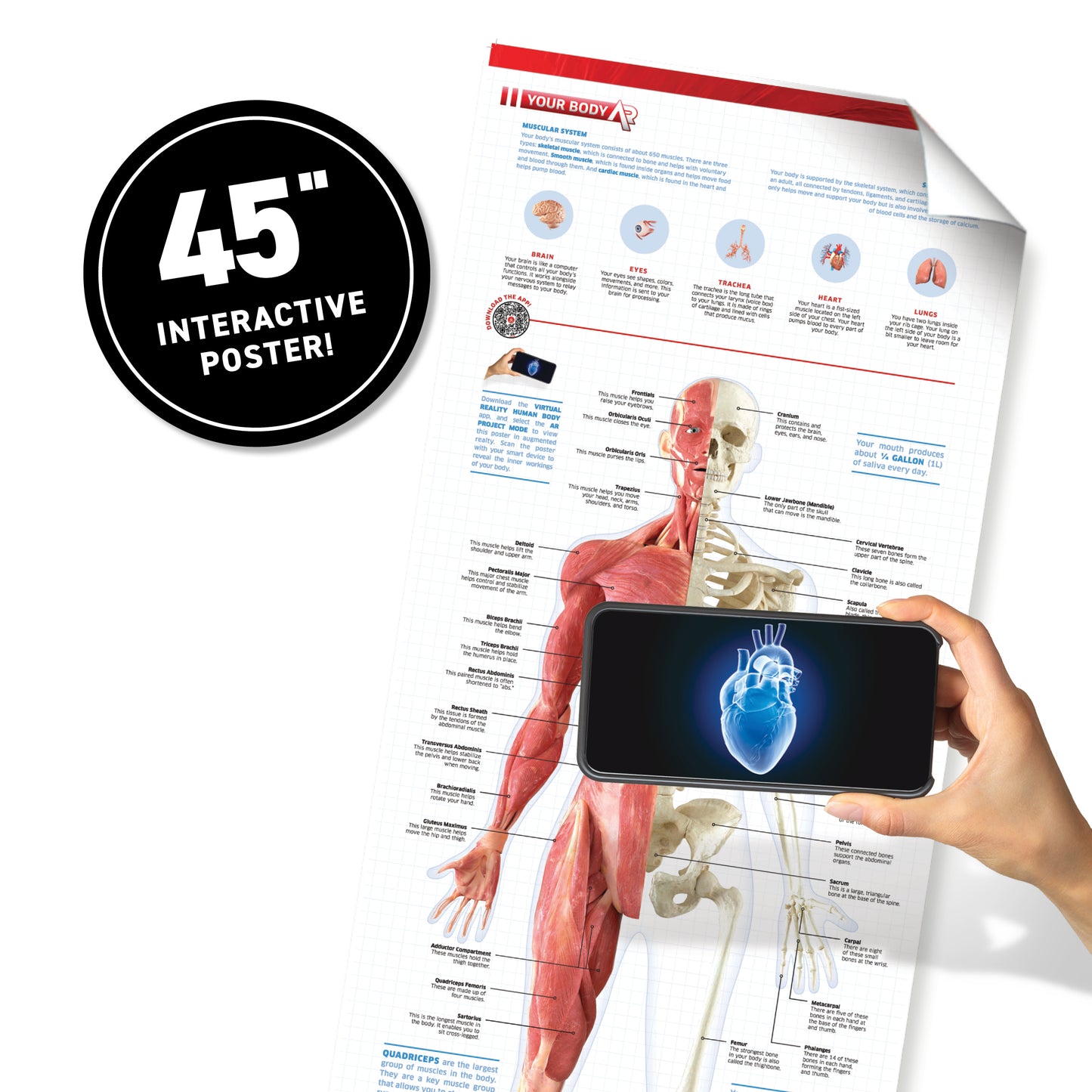 VR Human Body. DK Gift Set