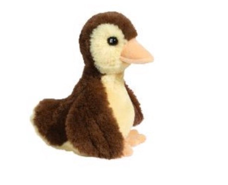 Mallorie baby mallard duck