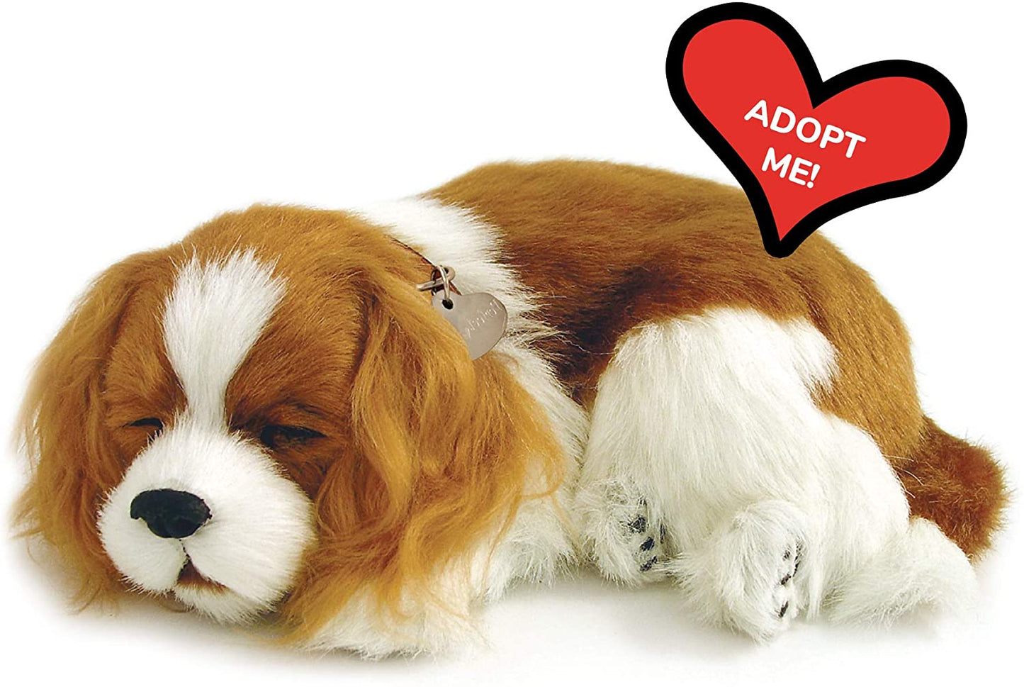 Pp Cavaier King Charles