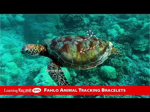Fahlo Turtle Lava Stone