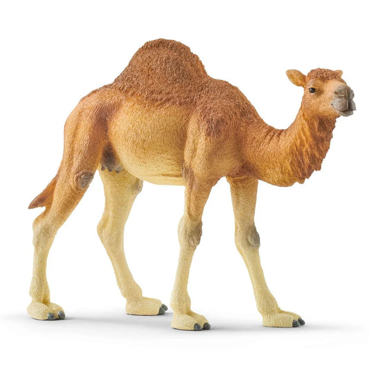 Sehh Dromedary Camel