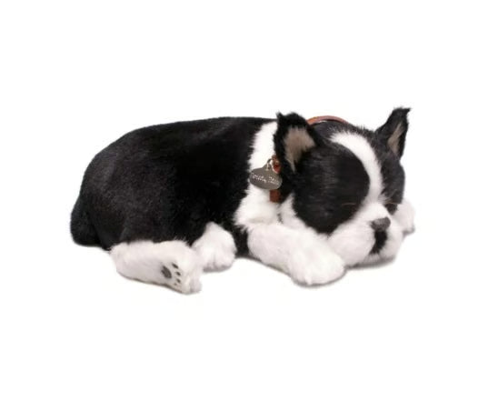 Perfect Petzzz Boston Terrier