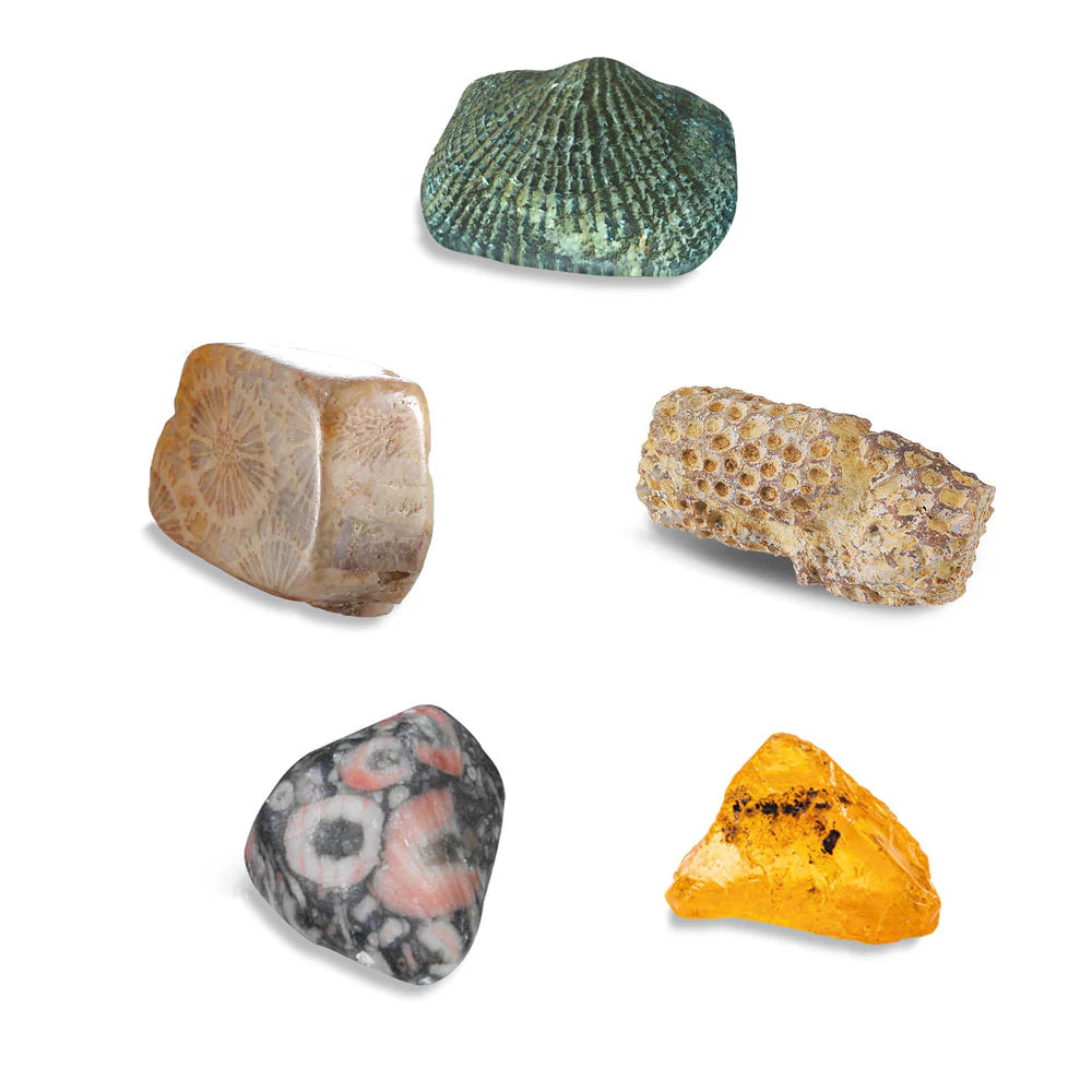 I Dig It! Fossils - Real Fossils Excavation Kit