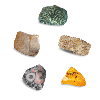 I Dig It! Fossils - Real Fossils Excavation Kit