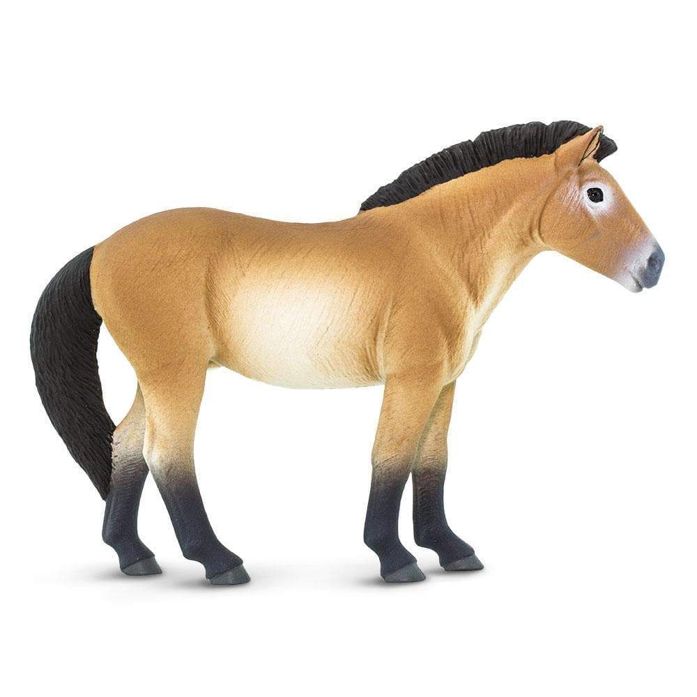 Przewalski Horse