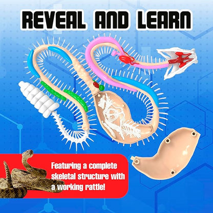 Dissect IT Rattlesnke Lab