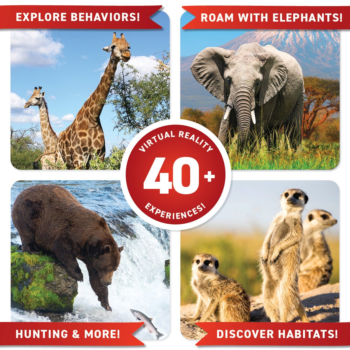 VR Animals! DK Gift Set