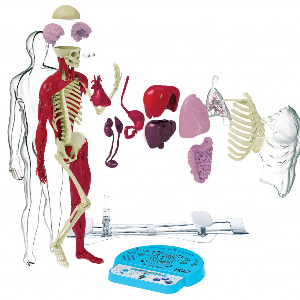 Ultimate Squishy Human Body Lab