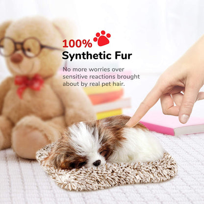 Pp Mini Shih Tzu