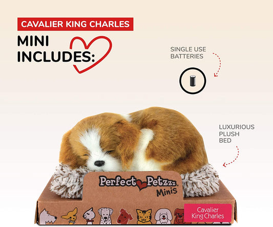 Pp Mini Cavalier King Cha
