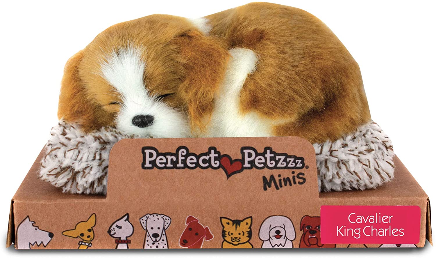 Pp Mini Cavalier King Cha