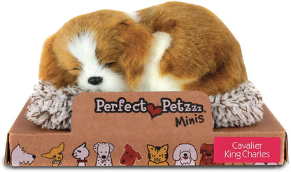 Pp Mini Cavalier King Cha