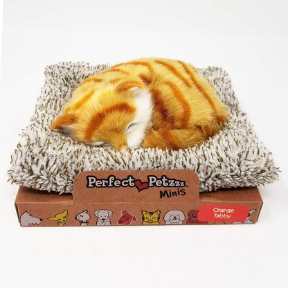 Pp Mini Orange Tabby