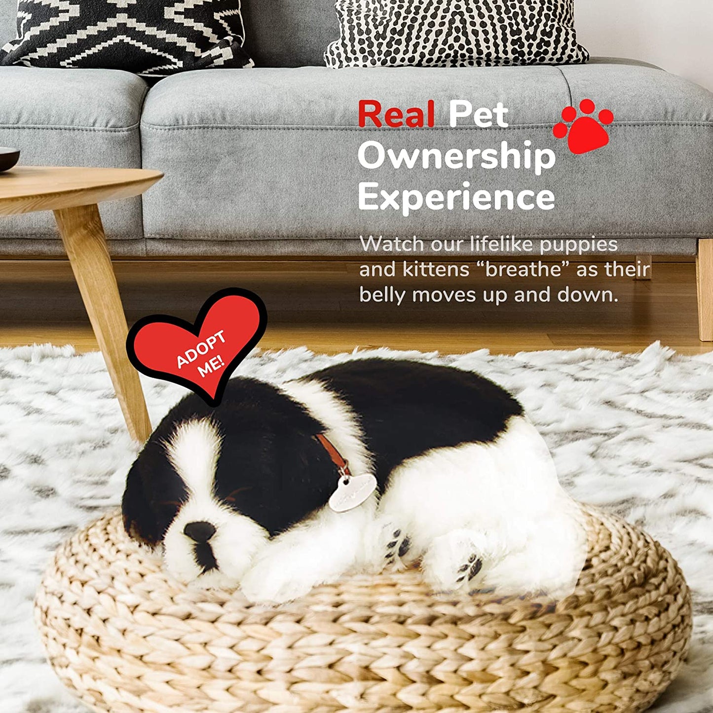 Pp Shih Tzu
