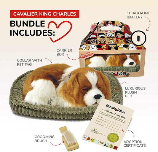Pp Cavaier King Charles
