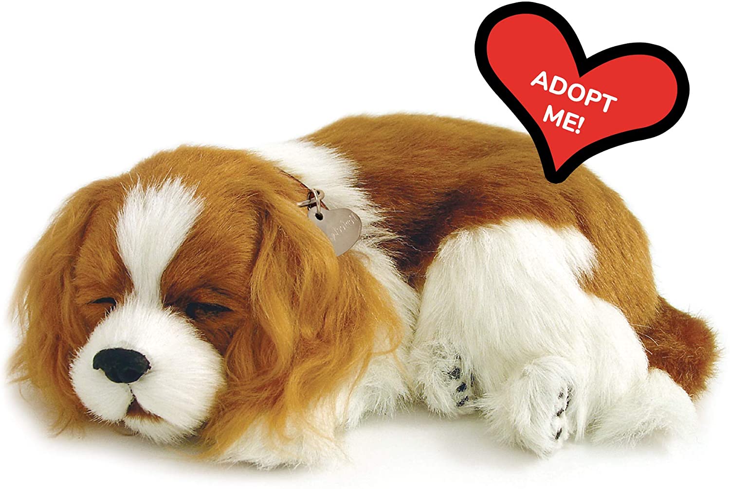 Pp Cavaier King Charles