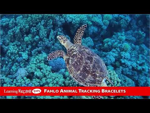 Fahlo Dolphin Costal Blue