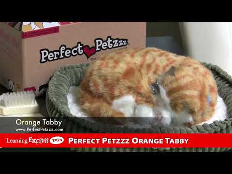 Pp Mini Orange Tabby