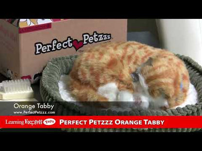 Pp Mini Orange Tabby