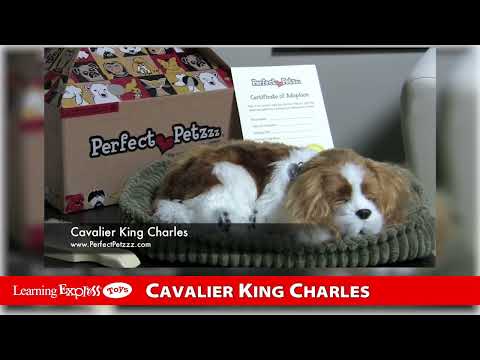 Pp Cavaier King Charles
