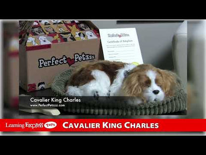 Pp Cavaier King Charles