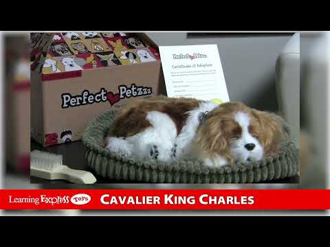 Pp Mini Cavalier King Cha