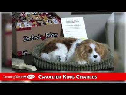 Pp Mini Cavalier King Cha