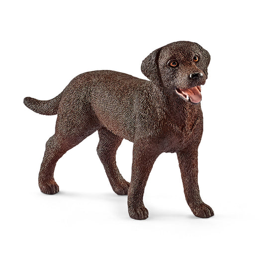 Sehh Lab Retriever Female