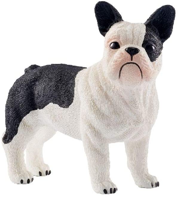 Sehh French Bulldog