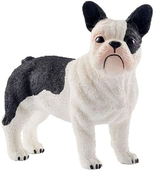 Sehh French Bulldog