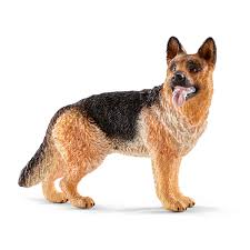 Sehh German Shepherd